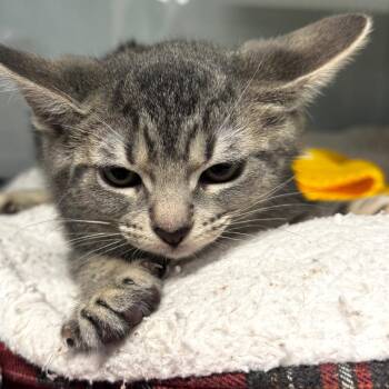 Mama Fratelli -  Domestic Short Hair Cat for Adoption in Wheeling, Illinois - Mama Fratelli | PetCurious