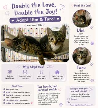 Ube -  Domestic Short Hair Cat for Adoption in Lemoyne, Pennsylvania - Ube | PetCurious