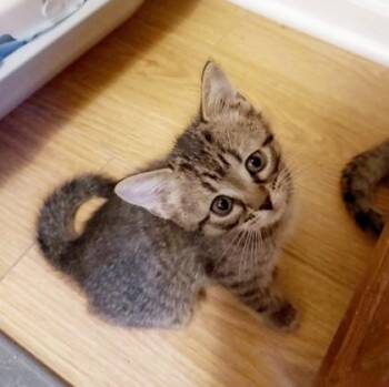 Domestic Short Hair Cats Available for Adoption in Wheaton, Illinois - Princess Daisy | PetCurious