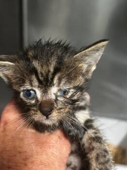 Ivy -  Domestic Short Hair Cat for Adoption in Gautier, Mississippi - Ivy | PetCurious