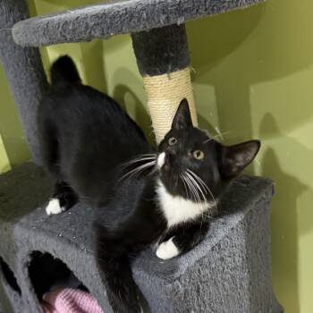 Rescue American Shorthair Cats for Adoption in Greenfield, Indiana - Margarita | PetCurious