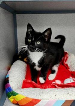 Boba -  Domestic Short Hair Cat for Adoption in Montgomery, New Jersey - Boba | PetCurious