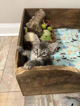 GG -  Tabby and Domestic Short Hair Cat for Adoption in Pineville, Louisiana - GG | PetCurious