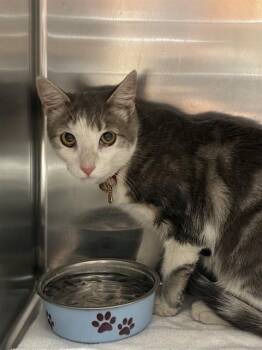 A780589 -  Domestic Short Hair Cat for Adoption in Rancho Cucamonga, California - A780589 | PetCurious