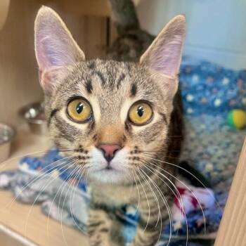 Paprika -  Domestic Short Hair Cat for Adoption in Pontiac, Michigan - Paprika | PetCurious