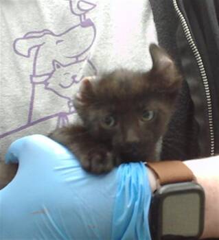 PANTHERA -  Domestic Short Hair Cat for Adoption in Omaha, Nebraska - PANTHERA | PetCurious