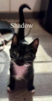 Shadow -  Domestic Short Hair Cat for Adoption in Thompson Falls, Montana - Shadow | PetCurious