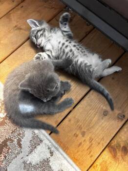 Grichou -  Tabby Cat for Adoption in Ottawa, Ontario - Grichou | PetCurious