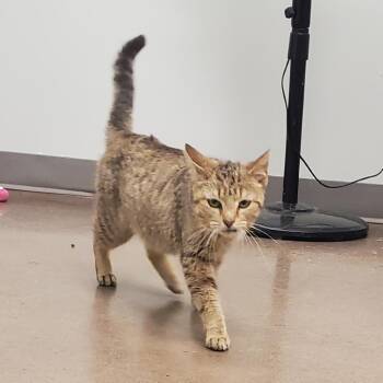 Domestic Short Hair Cats Available for Adoption in Chattanooga, Tennessee - Nana | PetCurious