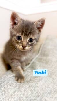 Yoshi -  Domestic Short Hair Cat for Adoption in Crown Point, Indiana - Yoshi | PetCurious