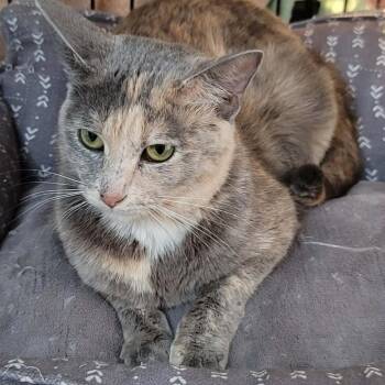 Bon Qui Qui -  Domestic Short Hair Cat for Adoption in Dekalb, Illinois - Bon Qui Qui | PetCurious