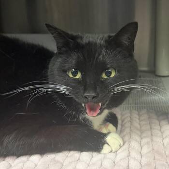 Domestic Short Hair Cats Available for Adoption in Lynchburg, Virginia - Davina | PetCurious