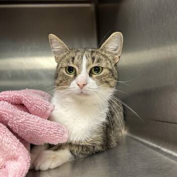 Cindy Crawford -  Domestic Short Hair Cat for Adoption in La Grange Park, Illinois - Cindy Crawford | PetCurious