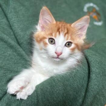 Rescue Domestic Long Hair Cats for Adoption in San Carlos, California - Ozzie | PetCurious