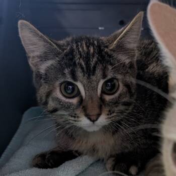 Rescue Domestic Short Hair Cats for Adoption in Des Moines, Iowa - Toad | PetCurious