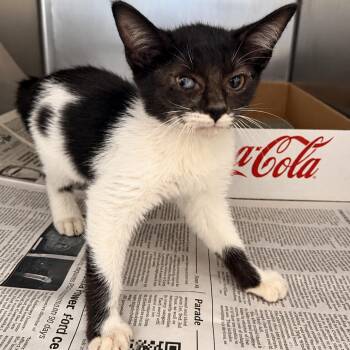 Dottie -  Domestic Short Hair Cat for Adoption in Corinth, Mississippi - Dottie | PetCurious