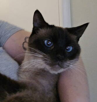 Rescue Siamese Cats for Adoption in Walled Lake, Michigan - Maddalena | PetCurious