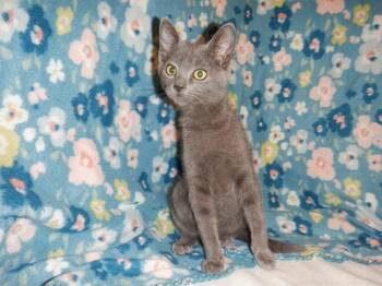 PEBBLES -  Domestic Short Hair Cat for Adoption in San Jose, California - PEBBLES | PetCurious