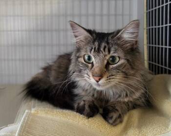 Chai Girl -  Domestic Long Hair Cat for Adoption in Cortland, New York - Chai Girl | PetCurious