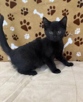 Rescue Domestic Medium Hair Cats for Adoption in Benld, Illinois - Waldo | PetCurious