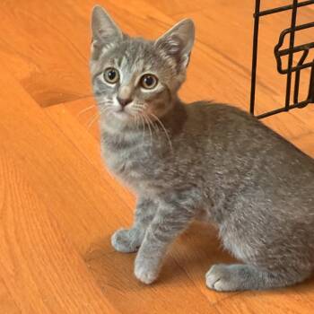 Betty -  Domestic Short Hair Cat for Adoption in Reisterstown, Maryland - Betty | PetCurious