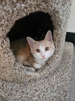 Waffles -  Domestic Short Hair Cat for Adoption in Mcpherson, Kansas - Waffles | PetCurious
