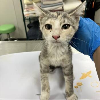 Mika -  Domestic Short Hair Cat for Adoption in Las Cruces, New Mexico - Mika | PetCurious