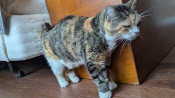 CALI -  Domestic Short Hair Cat for Adoption in Colorado Springs, Colorado - CALI | PetCurious