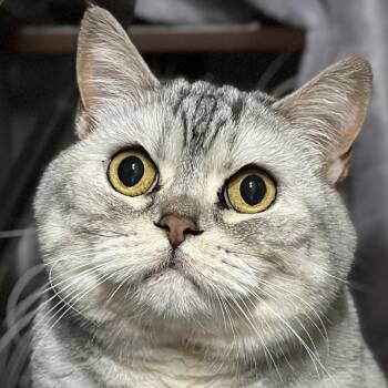 Narcissa -  Scottish Fold Cat for Adoption in Victor, New York - Narcissa | PetCurious