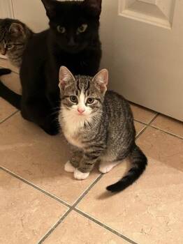 Domestic Short Hair Cats Available for Adoption - Angel | PetCurious