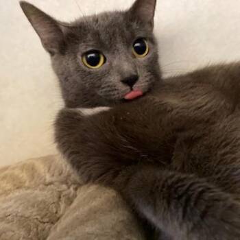 Puddles -  Domestic Short Hair Cat for Adoption in Dayton, Ohio - Puddles | PetCurious