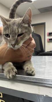 FLOWER -  Domestic Short Hair Cat for Adoption in Visalia, California - FLOWER | PetCurious