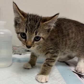 Dean -  Domestic Short Hair Cat for Adoption in Nashville, Tennessee - Dean | PetCurious
