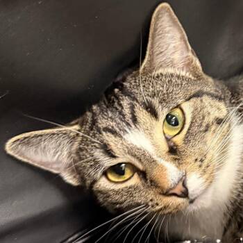 Domestic Short Hair Cats Available for Adoption - Jelly | PetCurious