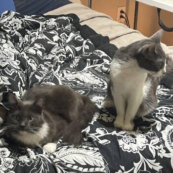 Jelly Bean & Dio -  Russian Blue Cat for Adoption in Liverpool, Texas - Jelly Bean & Dio | PetCurious