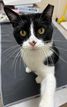 Big Boy -  Domestic Short Hair Cat for Adoption in Westland, Michigan - Big Boy | PetCurious