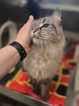 Patchouli -  Domestic Long Hair and Domestic Short Hair Cat for Adoption in Westland, Michigan - Patchouli | PetCurious