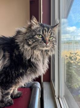Rescue Maine Coon Cats for Adoption in Newberg, Oregon - Willow | PetCurious