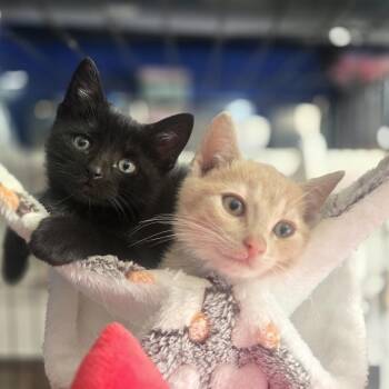 Domestic Short Hair Cats Available for Adoption - John Juan | PetCurious