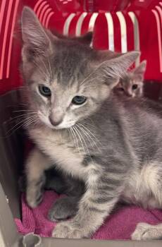 Patroclus -  Domestic Short Hair Cat for Adoption in Westland, Michigan - Patroclus | PetCurious