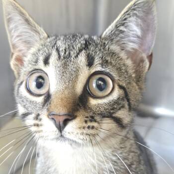 TIGGER -  Domestic Short Hair Cat for Adoption in Fernandina Beach, Florida - TIGGER | PetCurious