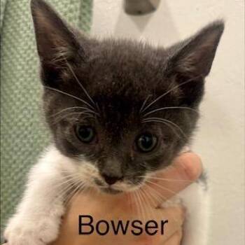 Bowser -  Domestic Short Hair Cat for Adoption in League City, Texas - Bowser | PetCurious