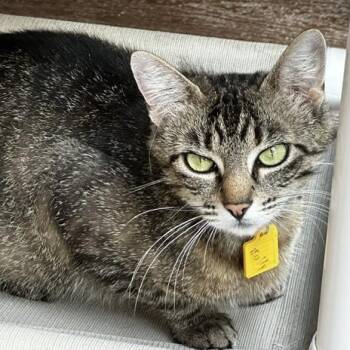 Molly - Friendly Former Mom -  Tabby Cat for Adoption in Hoquiam, Washington - Molly - Friendly Former Mom | PetCurious