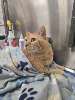 BONNIE -  Domestic Short Hair Cat for Adoption in Hagerstown, Maryland - BONNIE | PetCurious