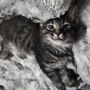 Edgar McGuire -  Domestic Long Hair Cat for Adoption in Eagle Mountain, Utah - Edgar McGuire | PetCurious