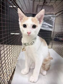 HONEY -  Domestic Short Hair Cat for Adoption in Doral, Florida - HONEY | PetCurious
