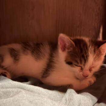 Crystal Lichens -  Domestic Short Hair Cat for Adoption in Woodstock, Virginia - Crystal Lichens | PetCurious