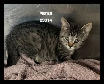 PETER -  Domestic Short Hair Cat for Adoption in Marietta, Georgia - PETER | PetCurious