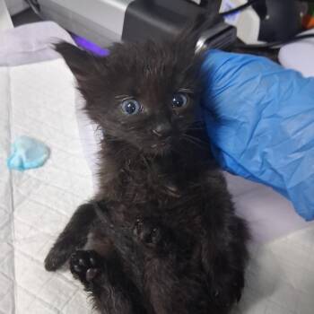Baghra -  Domestic Medium Hair Cat for Adoption in Summerville, South Carolina - Baghra | PetCurious