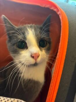 Domestic Short Hair Cats Available for Adoption in Grand Rapids, Michigan - Jocelyn | PetCurious